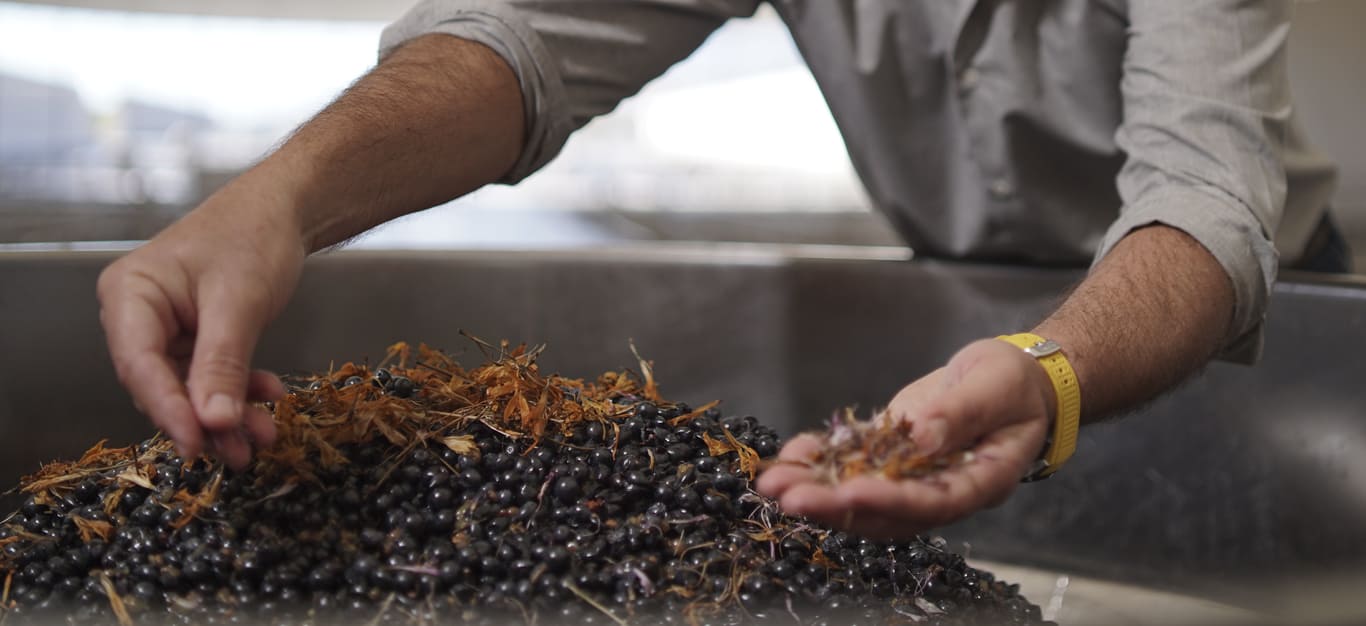 Fleuroir in Chile (Put Flowers in Your Grapes)